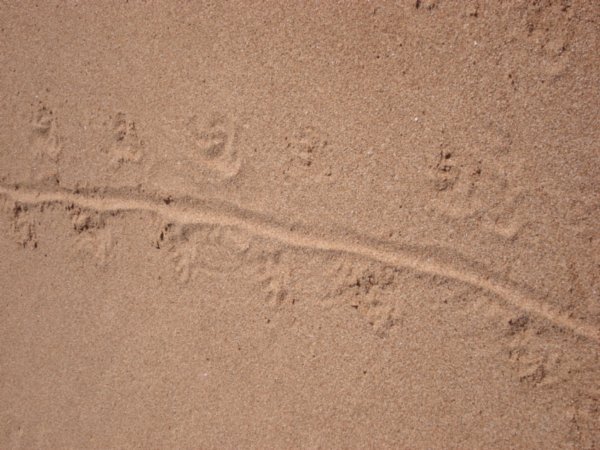 Iguana tracks