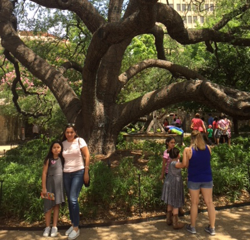 Transplanted oak tree at the Alamo
