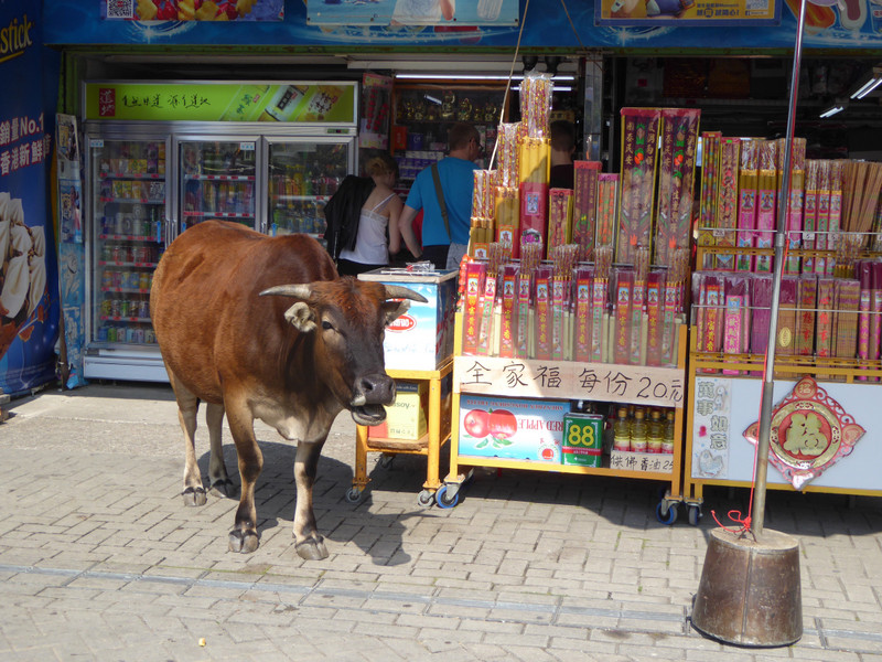 Cow shopping for incense