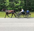 There is a small Amish Community near Vienna Illinois 