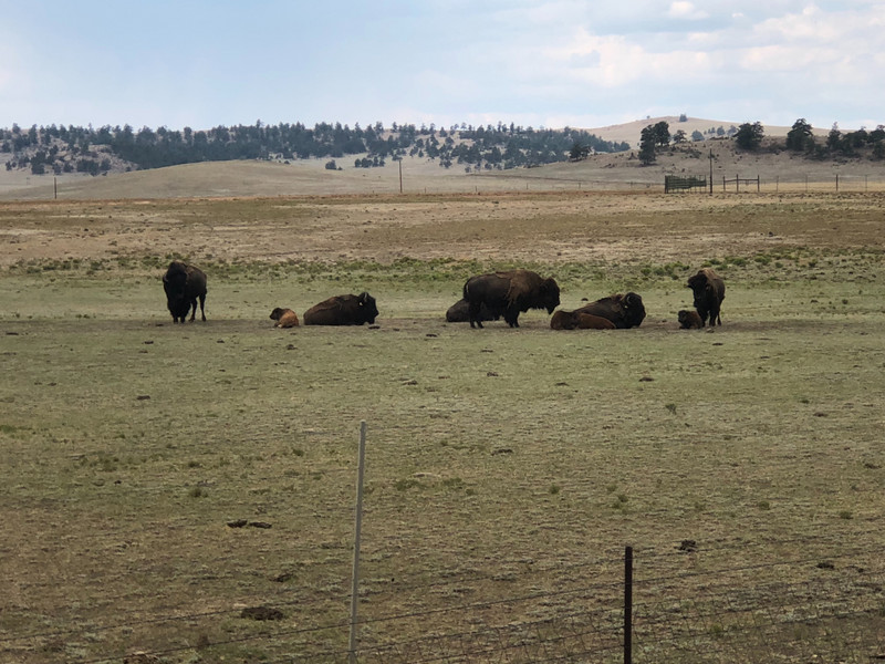 Saw a few buffalo herds today