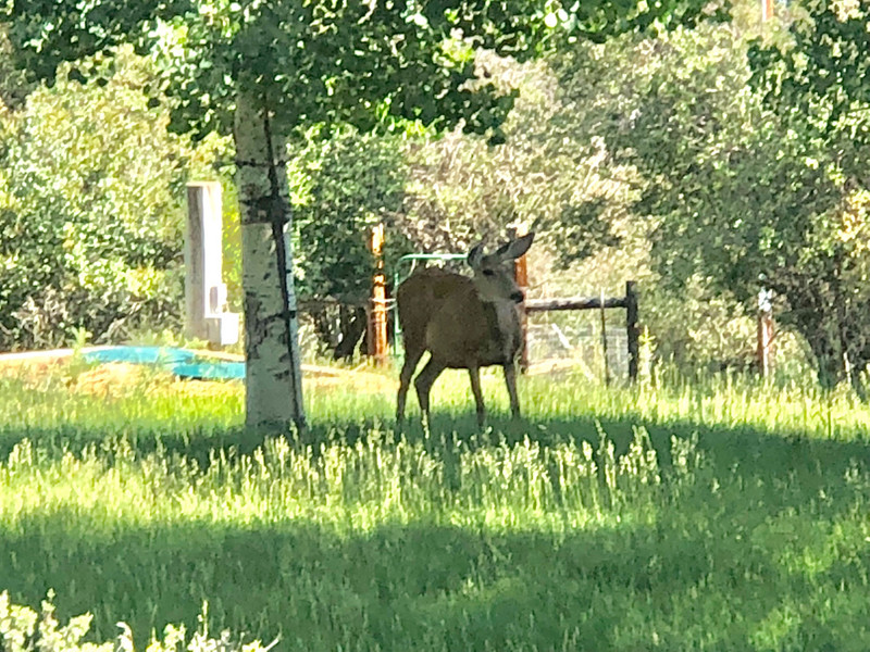 Only Deer that would stand still for me