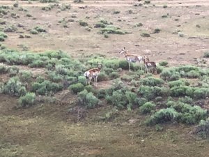 Pronghorn Antelope in the distance 