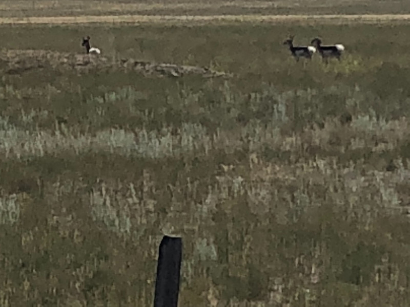 Pronghorn Antelope along the way
