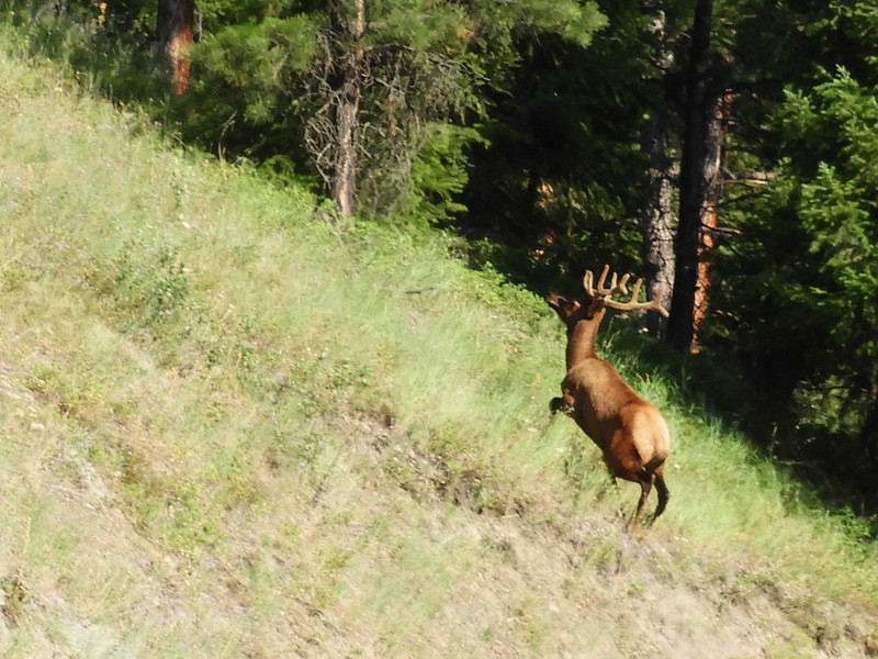 Buck Deer running up a steep hill.