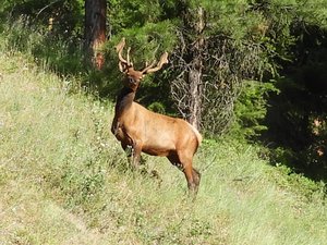 A Fallow Buck Deer going uphill.