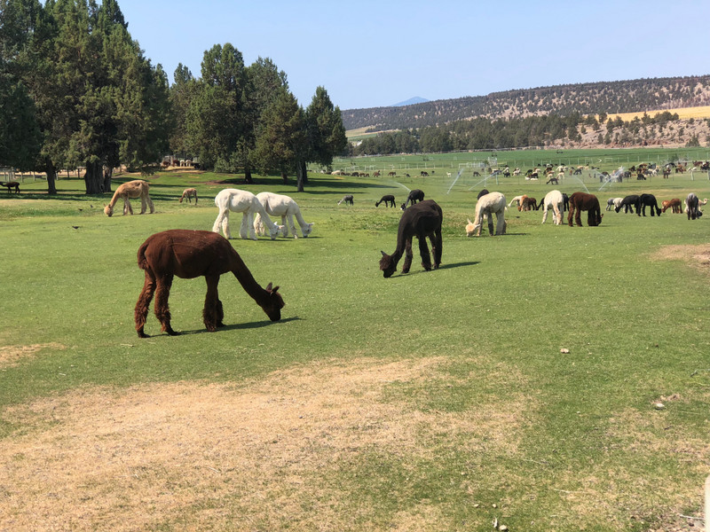 Alpaca Ranch. Hundreds of them!
