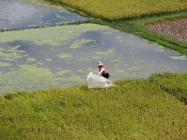 Pest control at the paddy field?