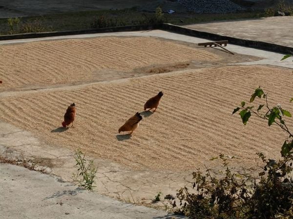 Rice Drying Chickens Helping