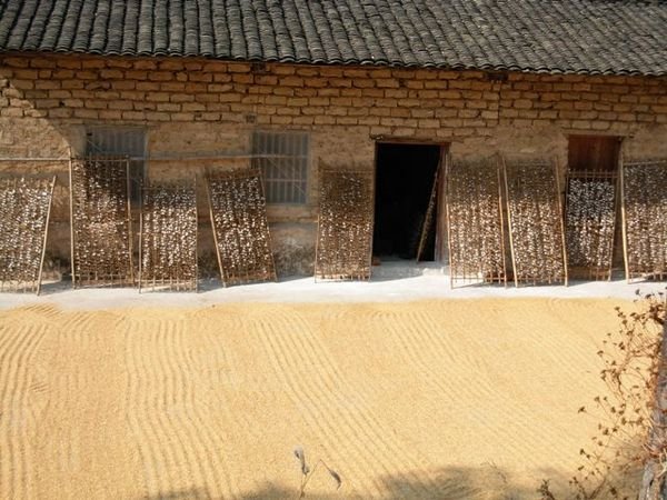 Rice & Cotton Drying