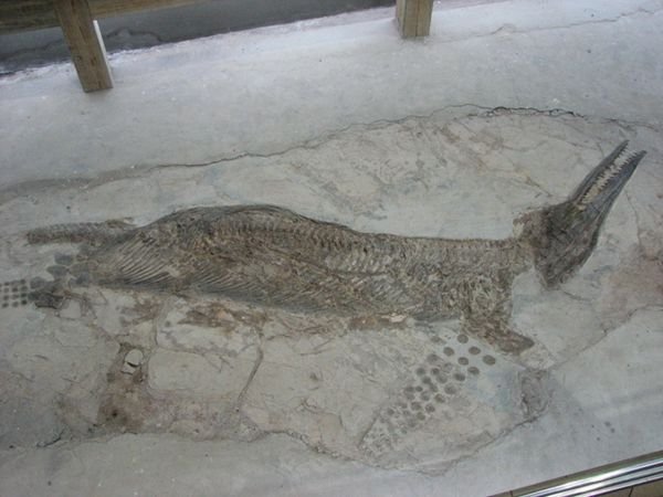 Marine Dinosaur Fossil