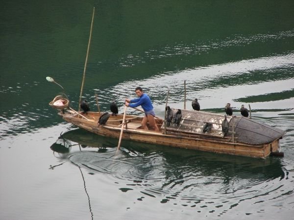 Commorant Fisherman