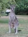 Kangaroo with Joey 