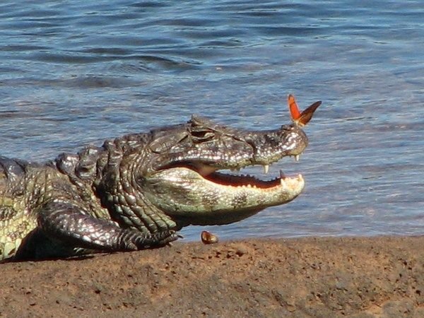 Never trust a smiling "crocodile"