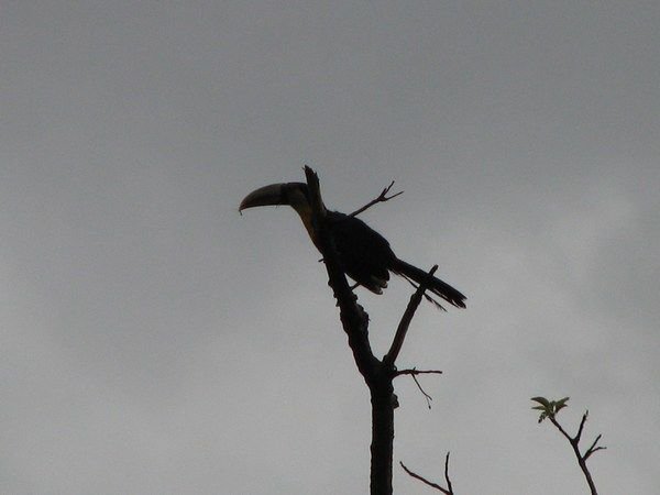Toucan in Sillouete