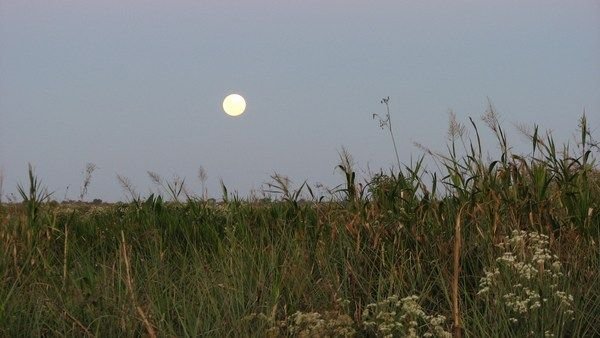 Moon rise over Ibera