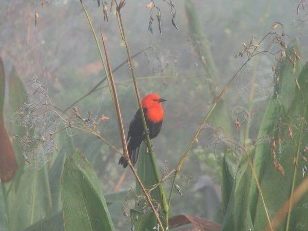 Scarlet Headed Blackbird