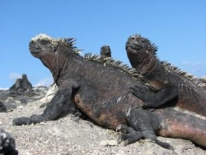 Marine Iguanas