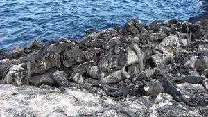 A herd of Marine Iguanas