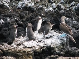 Penguins and Blue-footed Booby on Las Tintereras