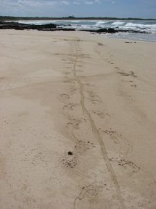 Marine Iguana tracks