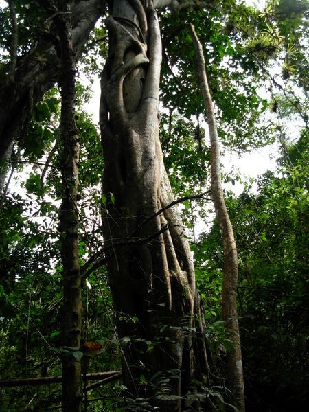 Matapalo tree