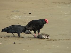 Vultures feasting on puffer fish
