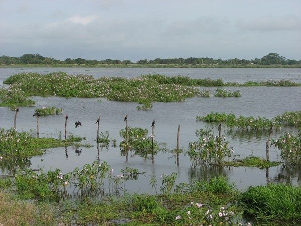 Wetlands on way to Jonuta