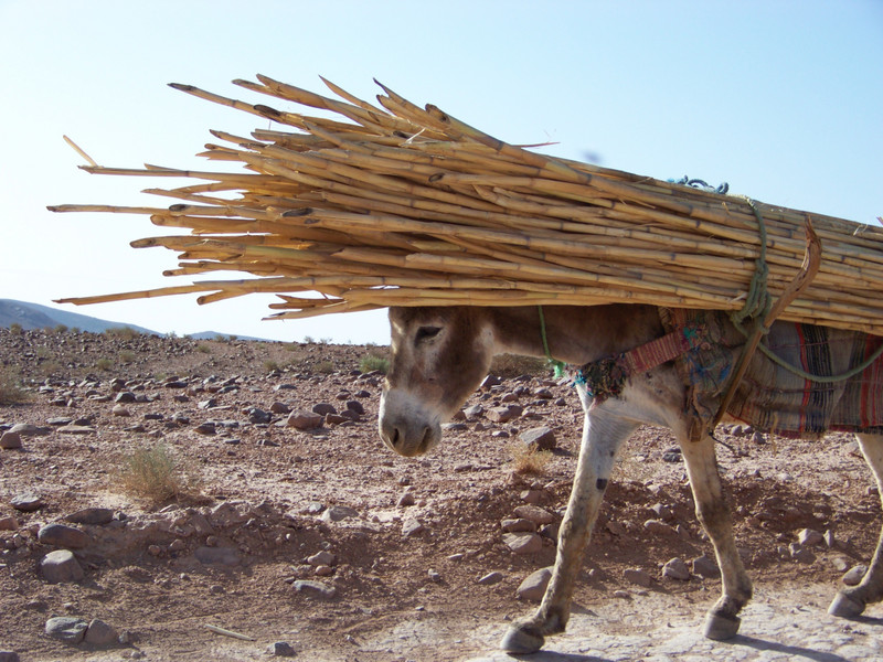 Donkey cariyng Bamboo