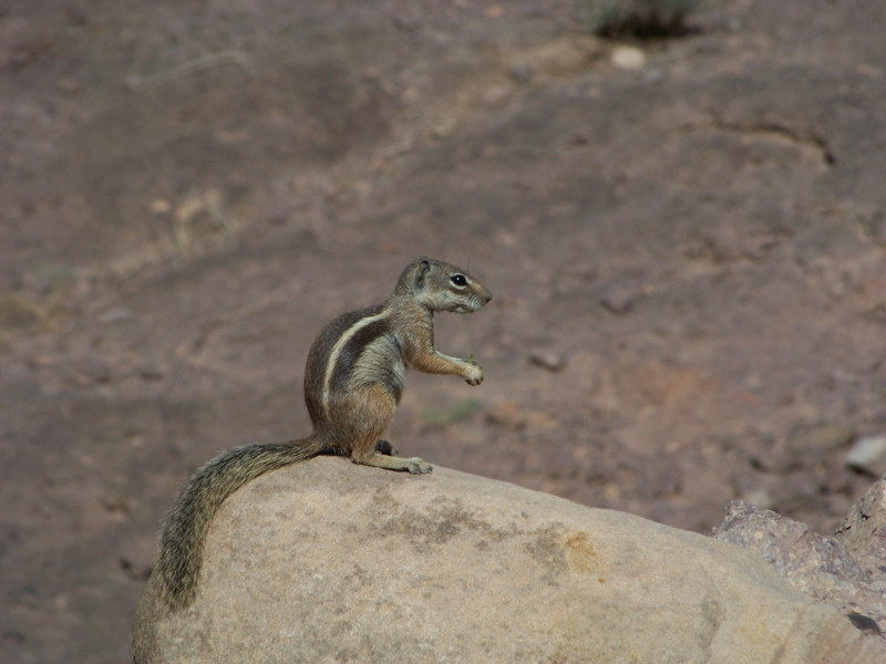 Squirrel from Ouarzazate
