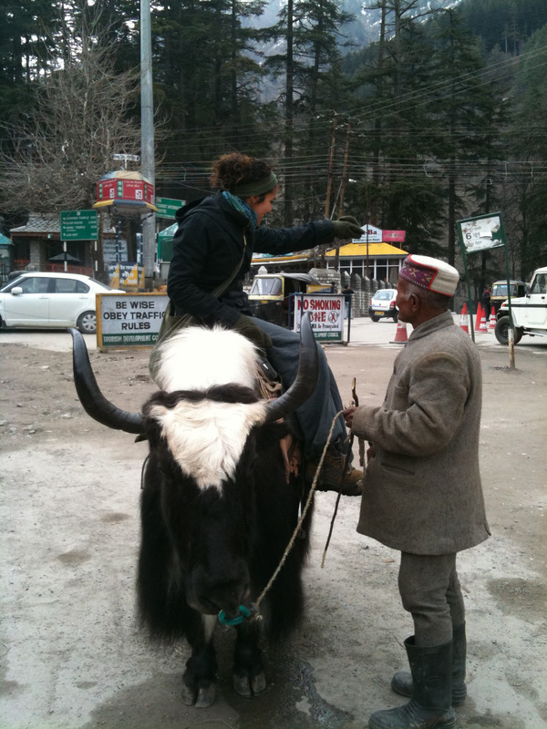 The Yak and my guide