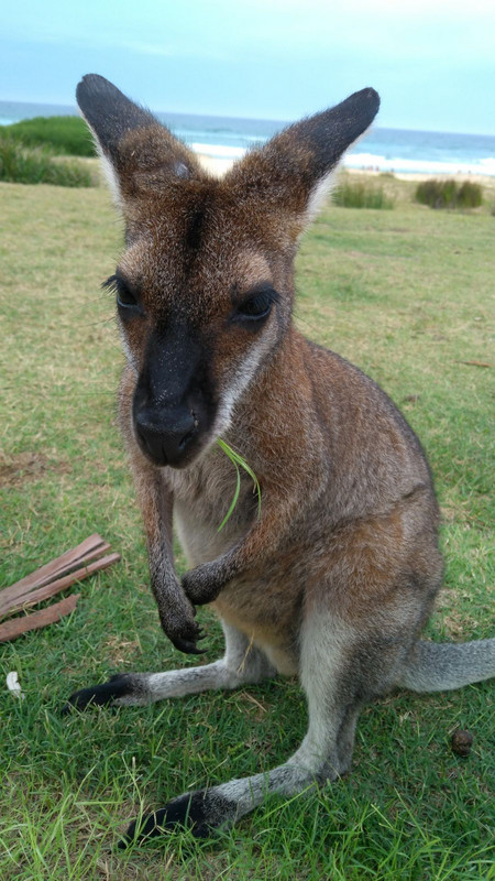 Kangaroo close-up!