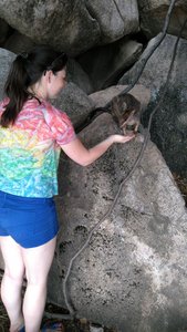 Feeding a rock wallaby!