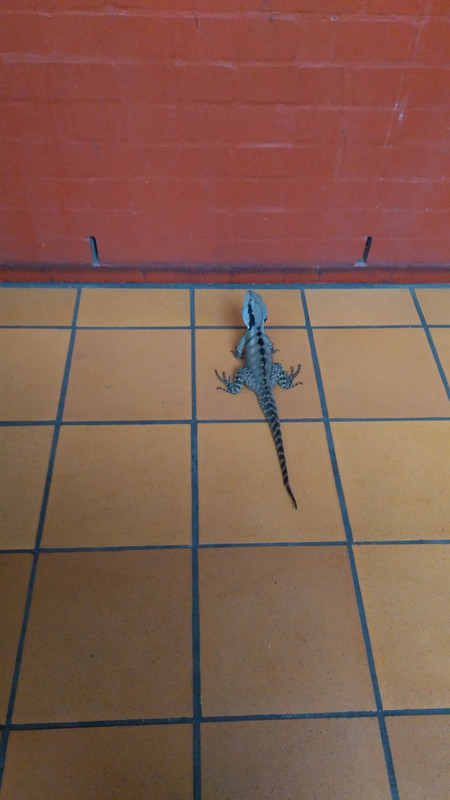 Even the hostel wasn't safe from the local wildlife