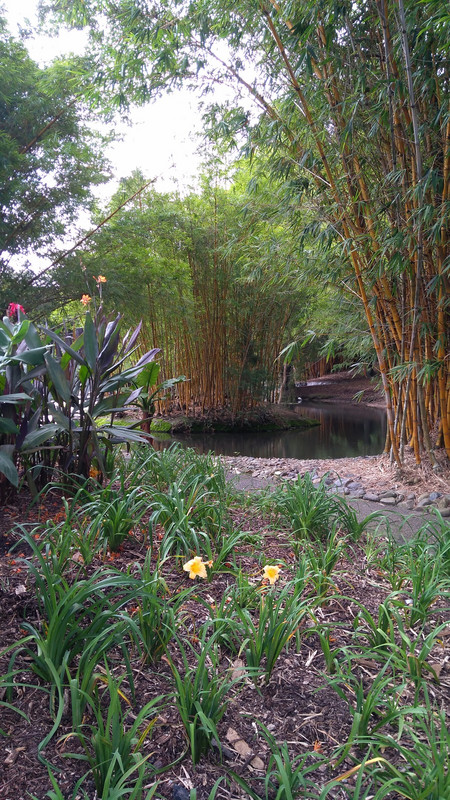 Botanical gardens Mount Coot-Tha