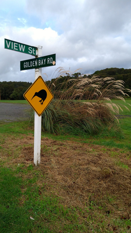 Location for kiwi spotting!