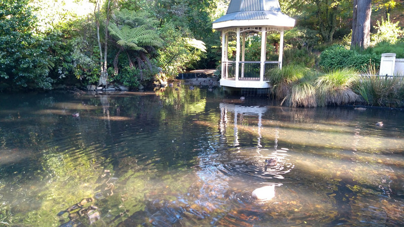 Duck pond in the botanical gardens