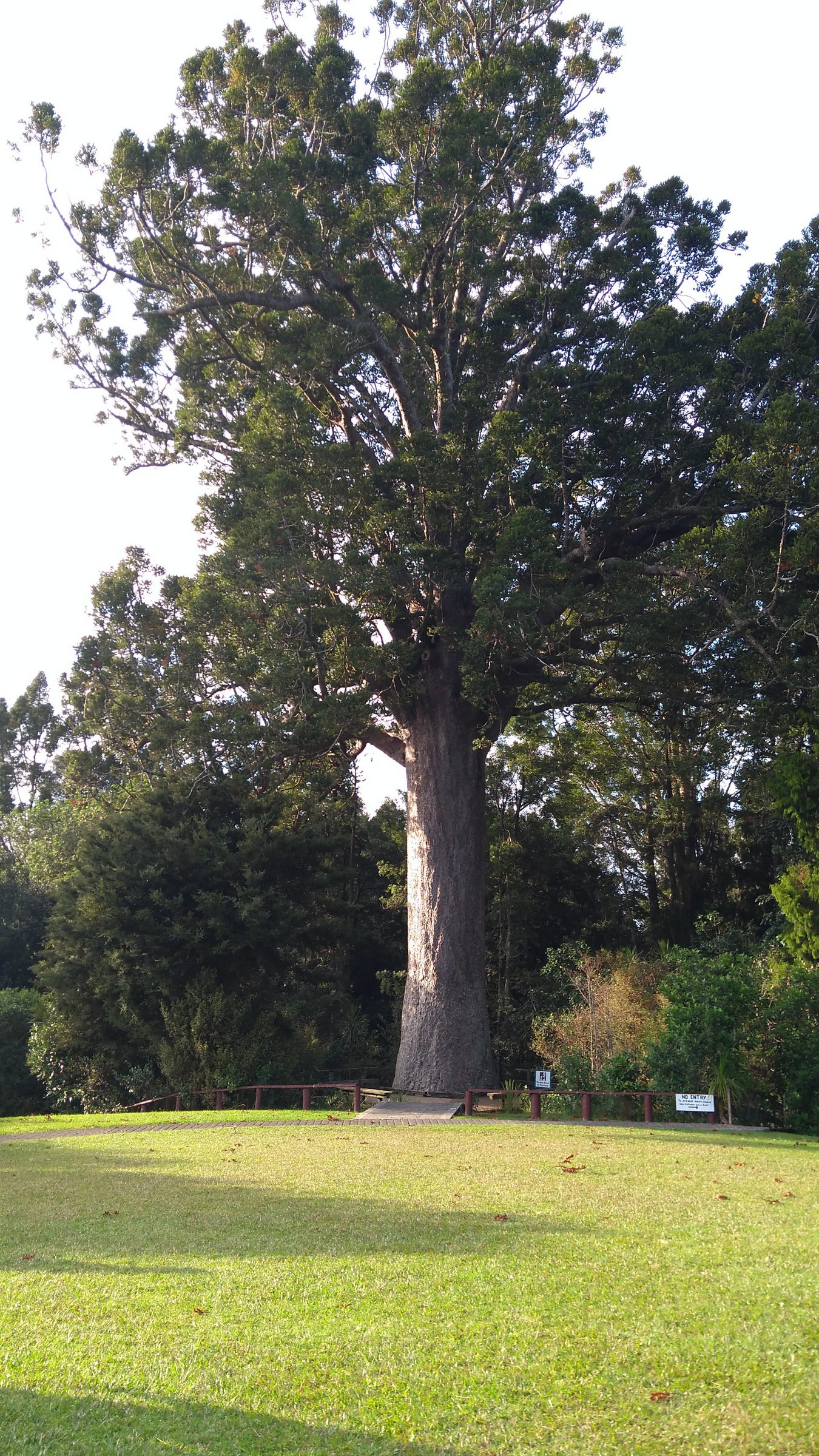 kauri-tree-photo