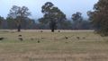 If you look closely, you'll see emus!
