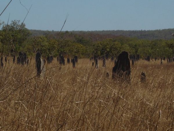 Termite mounds oriented north and south