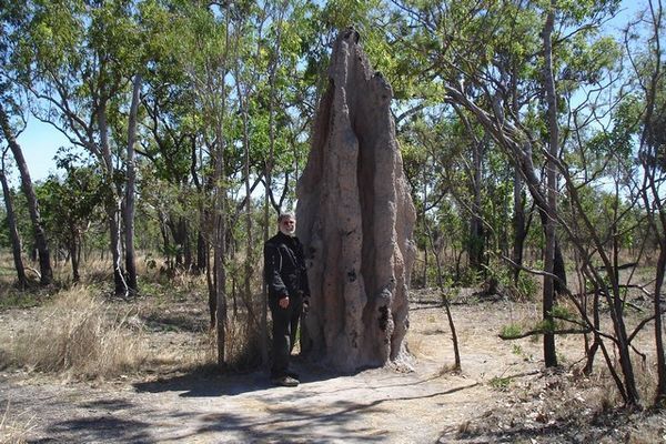 Termite mounds are getting bigger