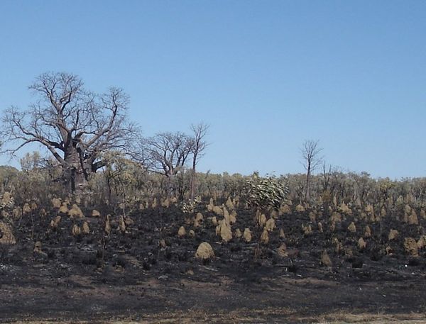 landscape after a fire