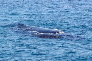 mom and baby humpback whale