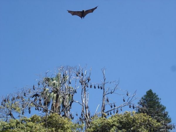 fruit bats in the botanical gardens
