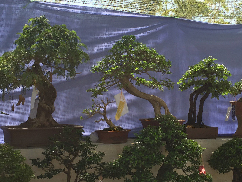 Bonsai trees in the Flower Festival competition .