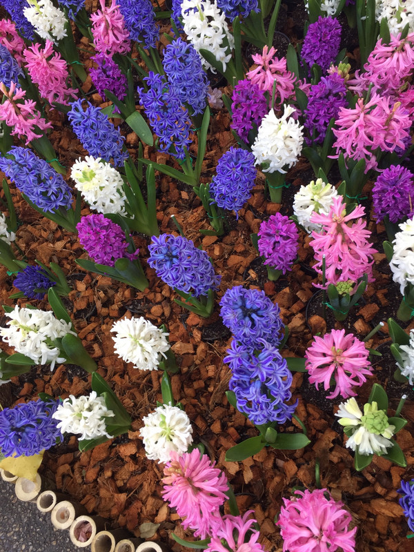Beds of hyacinths in the park 