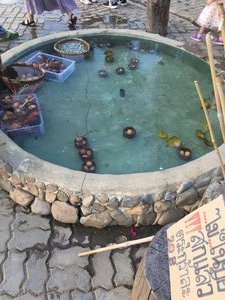Eggs cooking in the hot spring water 