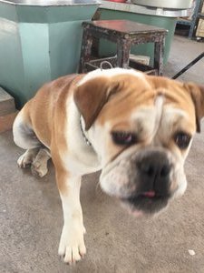 Join, the gentle bulldog at the pottery studio 