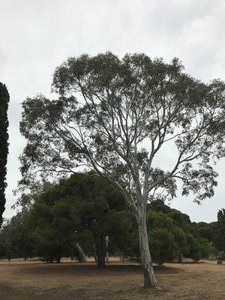 Geelong Botanical Garden 