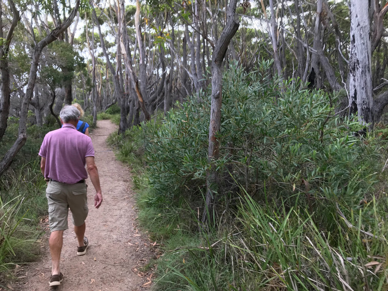 coastal bush path